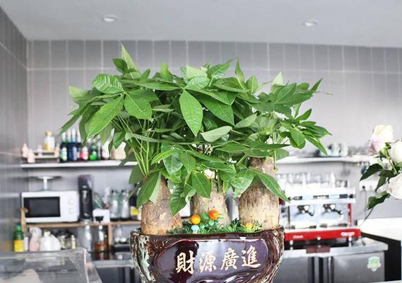 古代园林盆栽有哪些植物？古代园林中常见的盆栽植物有哪些？