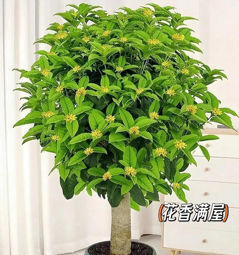 古代园林盆栽有哪些植物？古代园林中常见的盆栽植物有哪些？