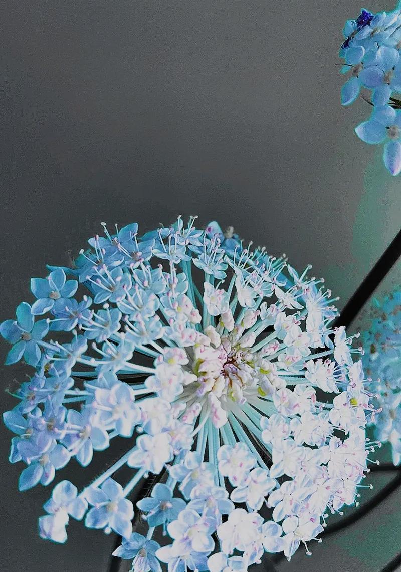 黑檀盆栽的寓意是什么？花语有哪些？