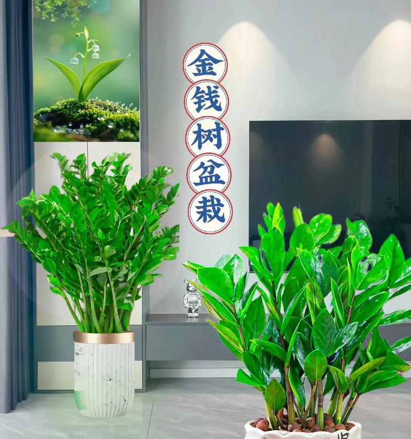 盖新房送什么室外盆栽？哪些盆栽适合新居？