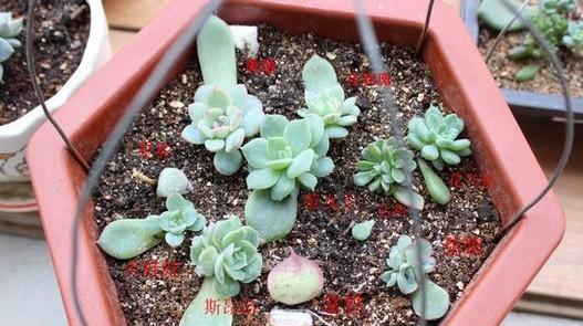 植物收集的简介内容包括哪些方面？如何进行有效的植物收集？