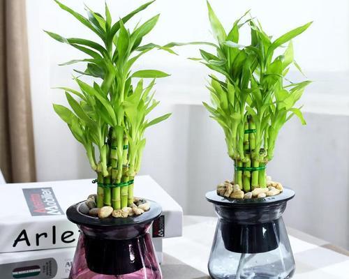 存在透明色的植物吗？它们是什么？