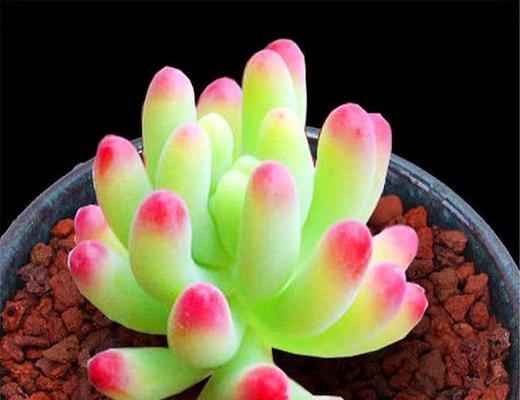 存在透明色的植物吗？它们是什么？