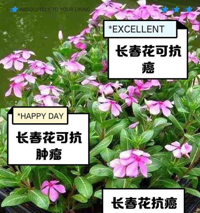 一生只开一次花的植物有哪些？它们的生命周期是怎样的？