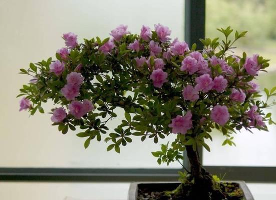 哪种植物最耐阴？耐阴植物有哪些特点？