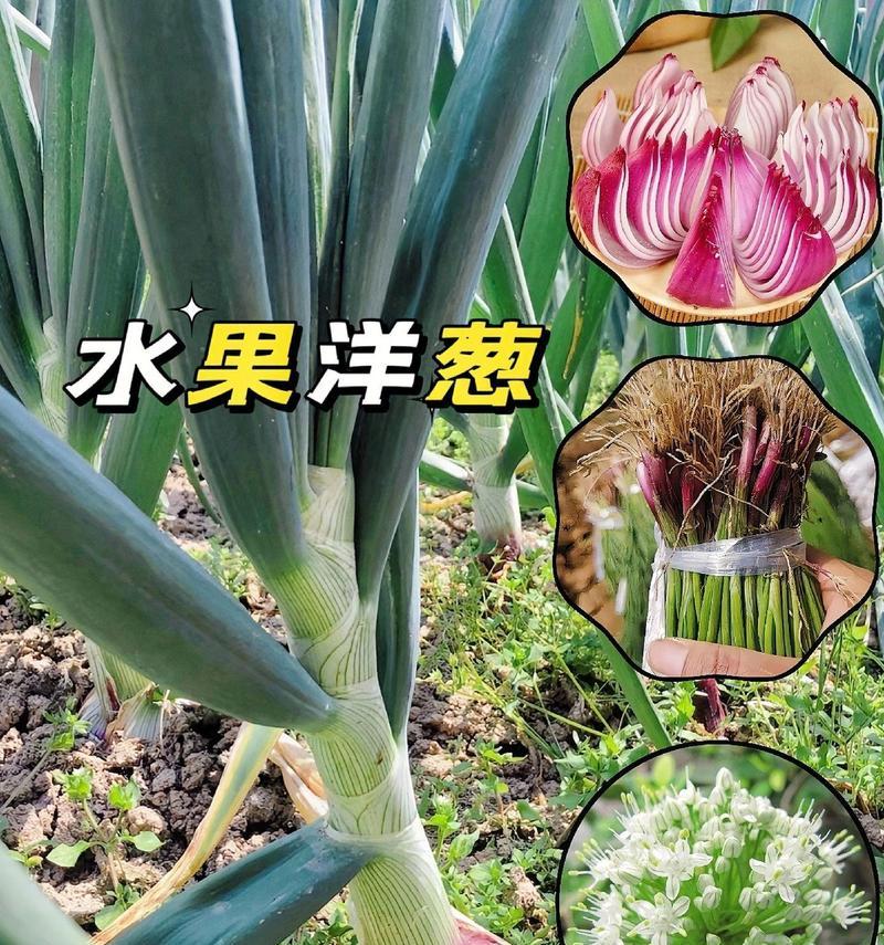 盆栽洋葱的种植方法是什么？