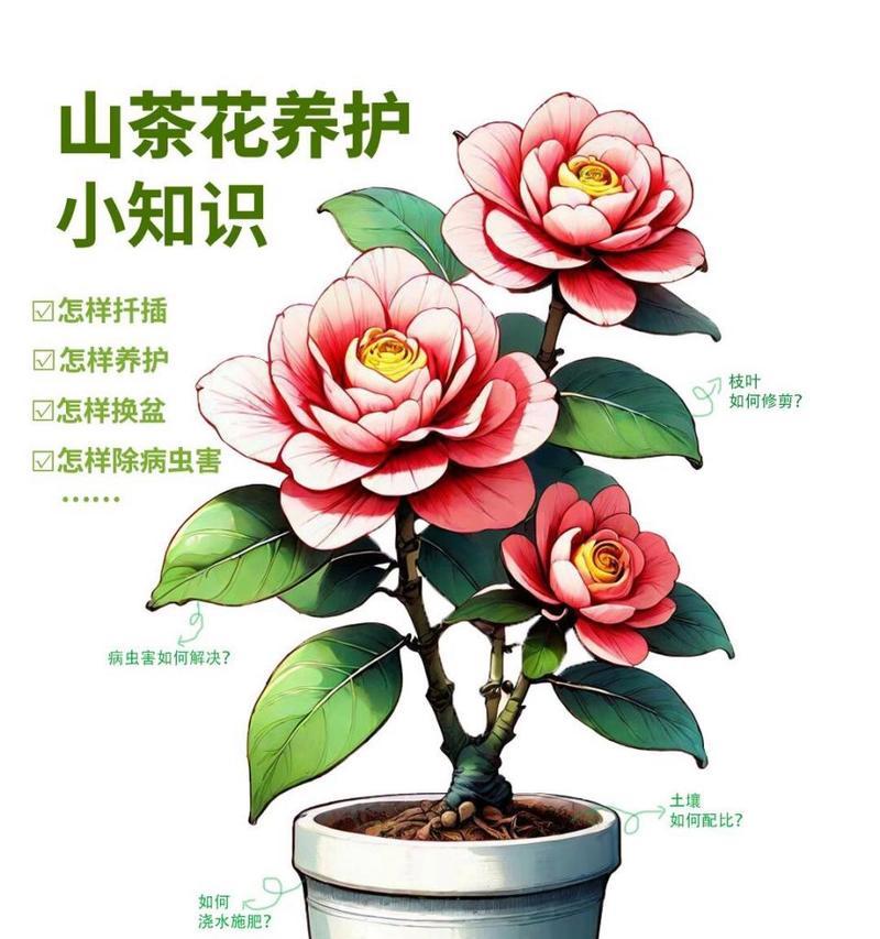 九支白玫瑰的花语和寓意是什么？它代表了什么？