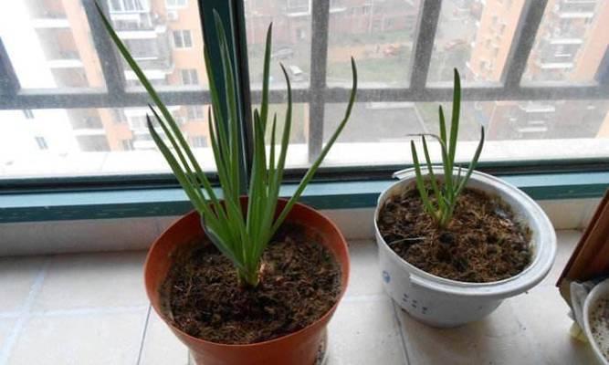 盆栽洋葱的种植方法是什么？