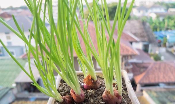盆栽洋葱的种植方法是什么？