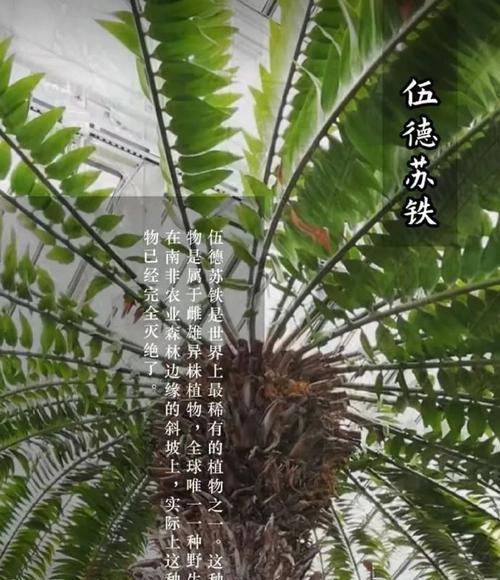 呼图壁珍稀植物有哪些名字？它们的保护现状如何？