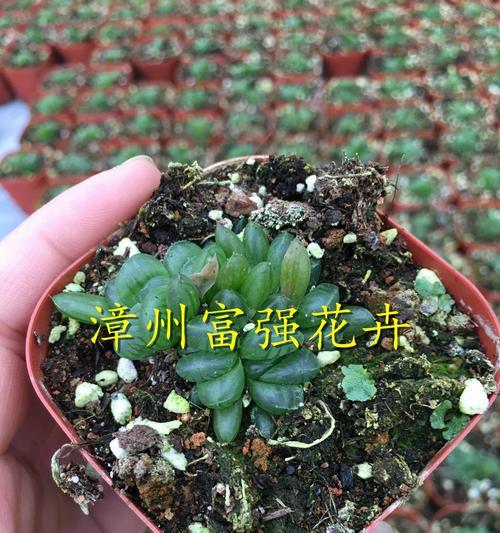 多肉植物的最佳播种季节是什么时候？播种多肉植物的正确步骤是什么？