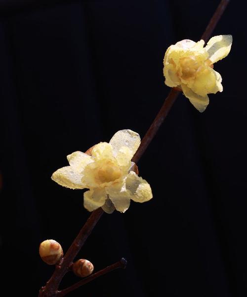 桂花和腊梅的寓意是什么？它们各自象征着什么？