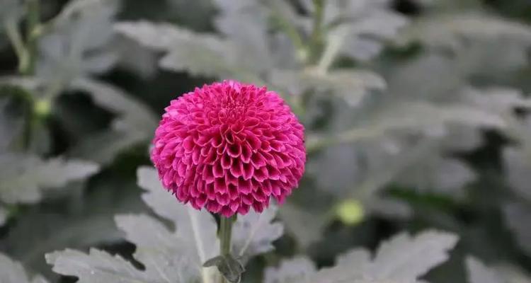 自动化采收花卉有哪些种类？这些花卉的市场需求如何？