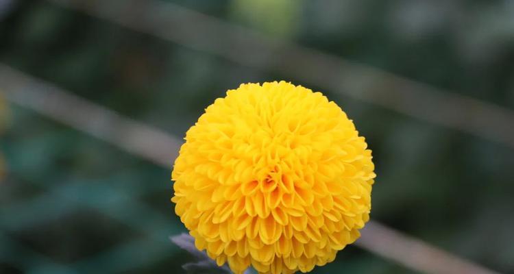 自动化采收花卉有哪些种类？这些花卉的市场需求如何？