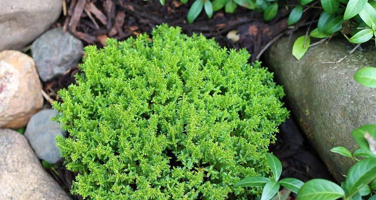 九月份适合种植哪些植物？如何进行养护？