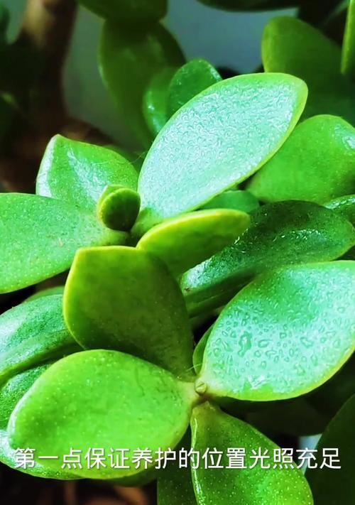 九月份适合种植哪些植物？如何进行养护？