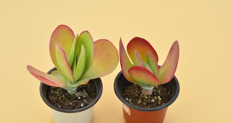 九月份适合种植哪些植物？如何进行养护？