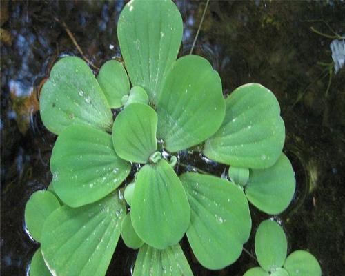 霸占水面的植物是什么？这种植物的生长习性如何？