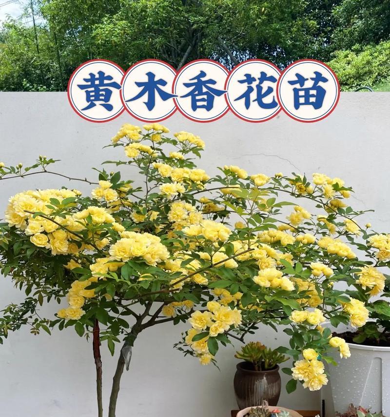 北方爬藤特别香的花卉是什么？有哪些适合北方的爬藤花卉？