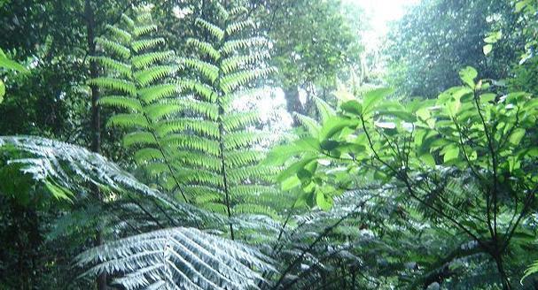 孑遗植物定义是什么？它们在植物界中扮演什么角色？