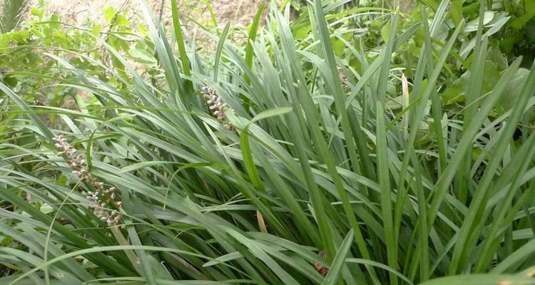 豆沙色天然植物有哪些特征？