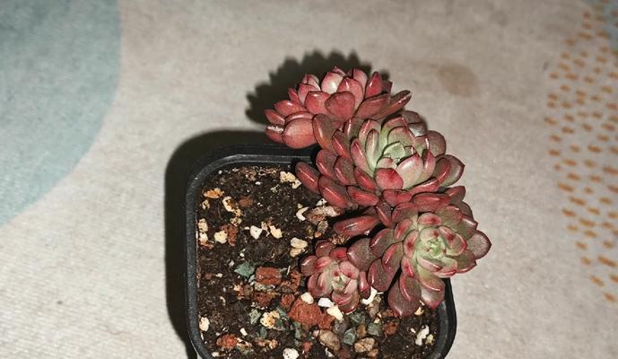 多肉植物变红的方法是什么？