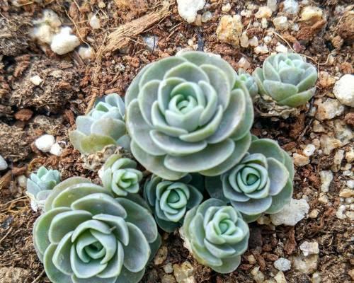 多肉植物变红的方法是什么？