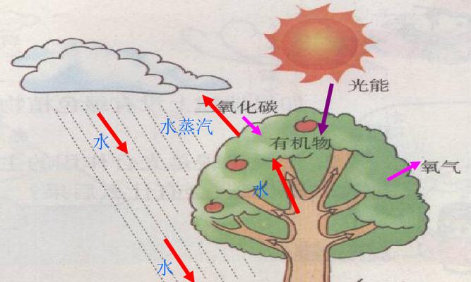 植物巨大化有何秘诀？如何实现植物的快速生长？