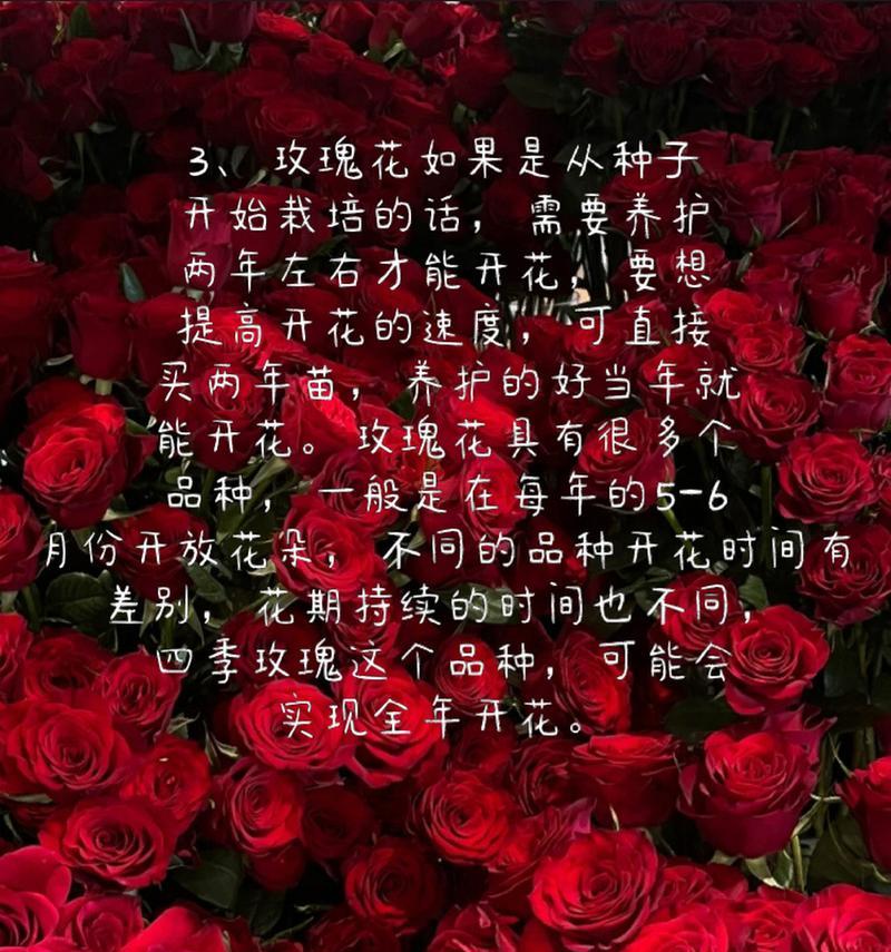 不同颜色玫瑰花语分别代表什么？