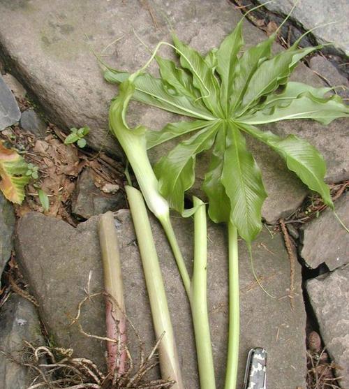 芋头顶部生长的植物是什么？