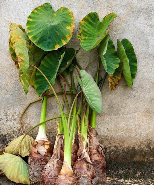 芋头顶部生长的植物是什么？