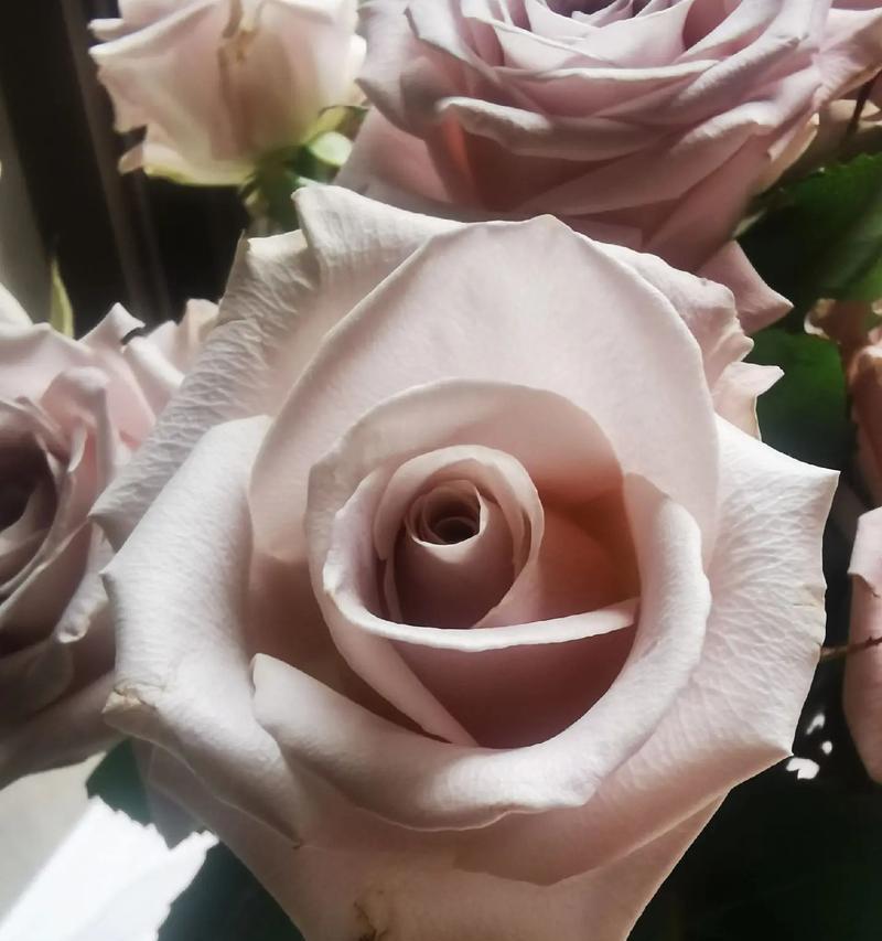 红玫瑰花象征什么？为何红玫瑰花适合送给女王？