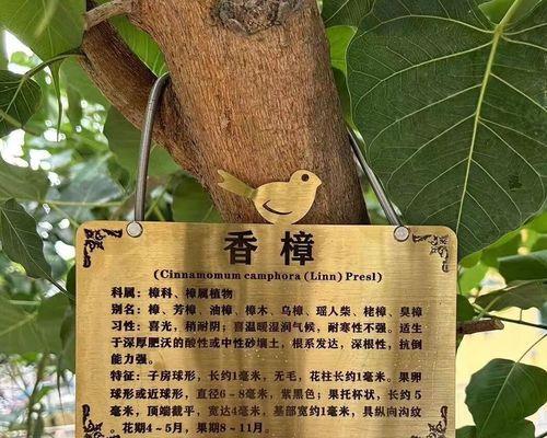 哪些植物适合进行刻字？刻字植物的选择标准是什么？