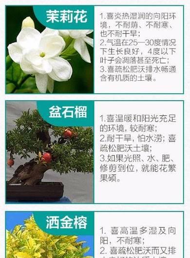 水月工艺花卉有哪些？它们的养护方法是什么？