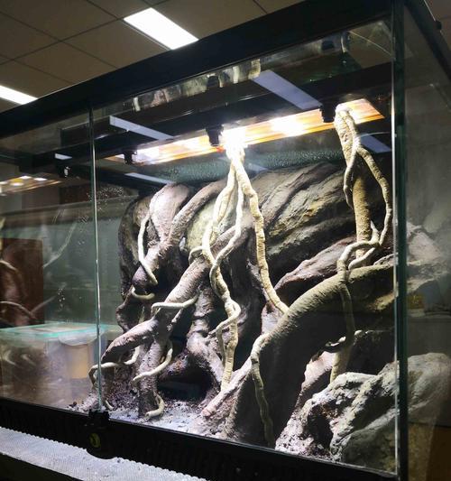 爬虫生态缸植物的养殖技巧是什么？如何模拟自然环境？