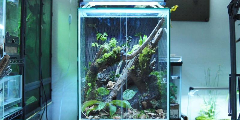 爬虫生态缸植物的养殖技巧是什么？如何模拟自然环境？