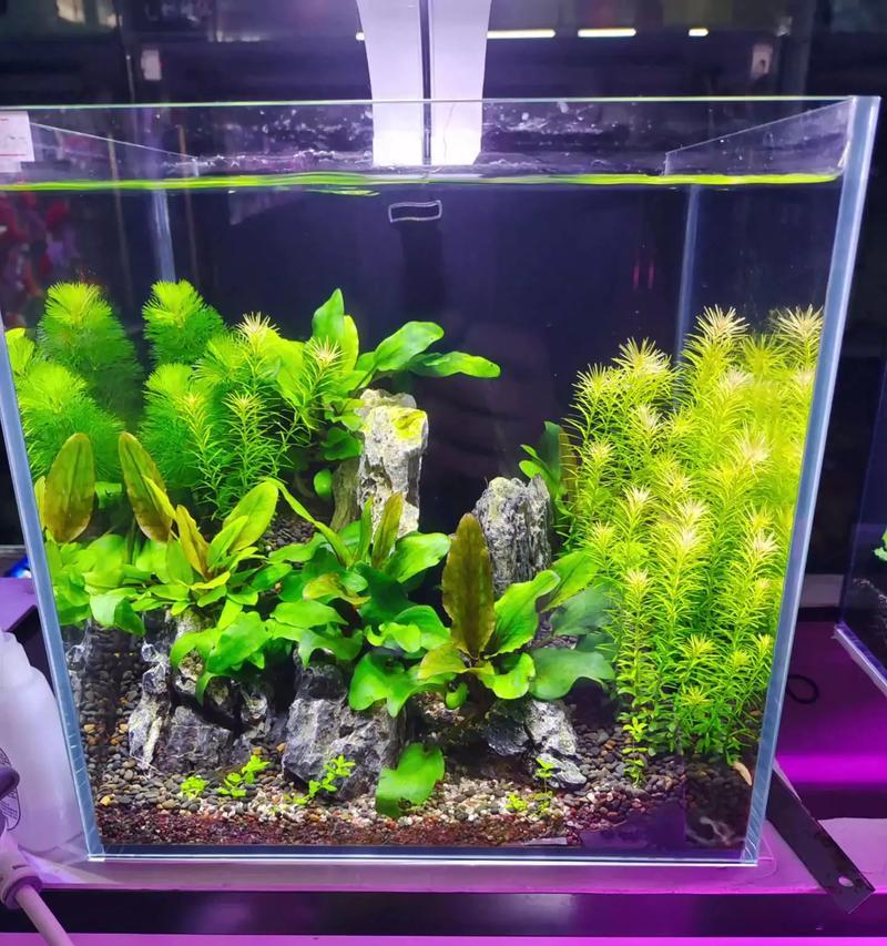 爬虫生态缸植物的养殖技巧是什么？如何模拟自然环境？