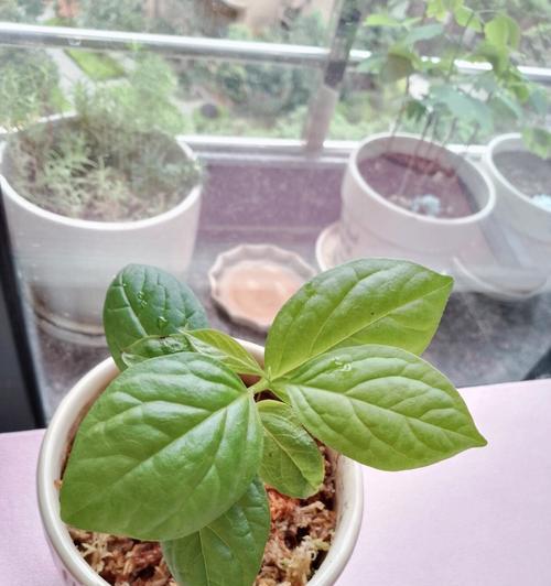 柿子盆栽在阳台如何养护？有哪些注意事项？