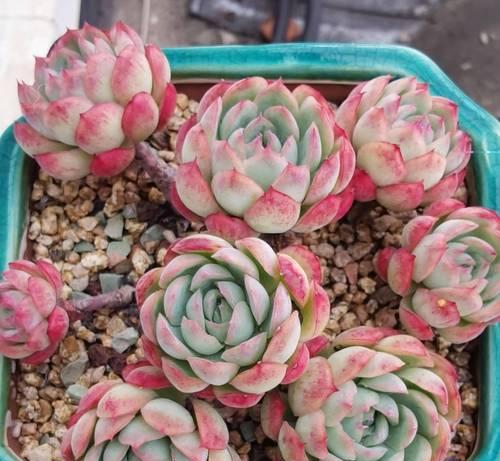 多肉植物夏天多久浇一次水？夏季多肉植物的浇水技巧是什么？