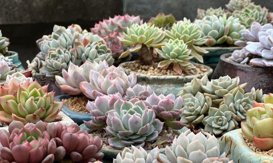 多肉植物夏天多久浇一次水？夏季多肉植物的浇水技巧是什么？