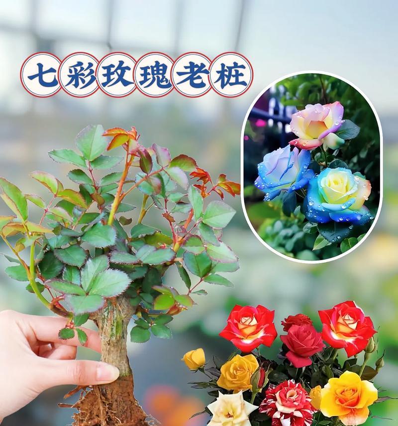 七朵粉色玫瑰花的寓意是什么？