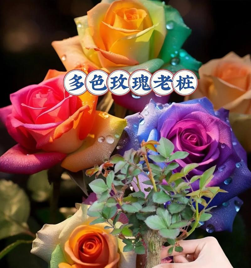 七朵粉色玫瑰花的寓意是什么？