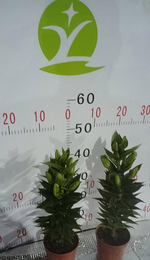 变色盆栽鲜花如何正确养护？有哪些注意事项？