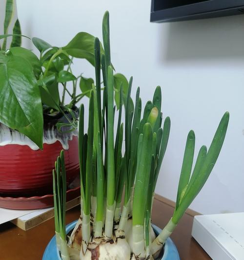 水仙花的花语有哪些含义？水仙代表什么？