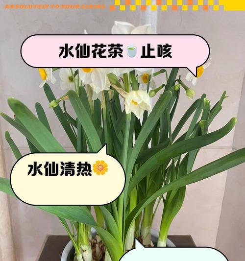 水仙花的花语有哪些含义？水仙代表什么？