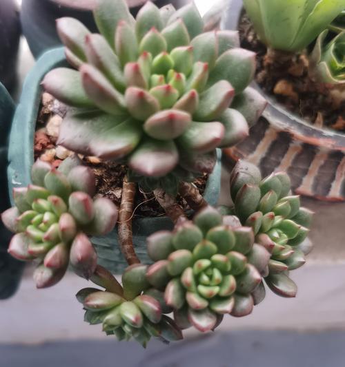肉肉植物具体指什么？肉肉植物的含义是什么？