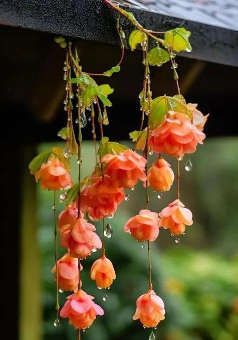 长竹节的花卉有哪些种类？这些花卉的生长习性如何？