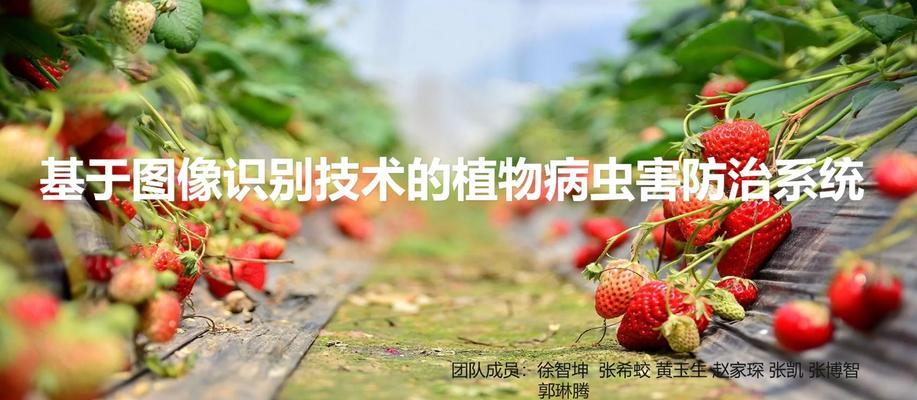 大棚植物打药的最佳方法是什么？