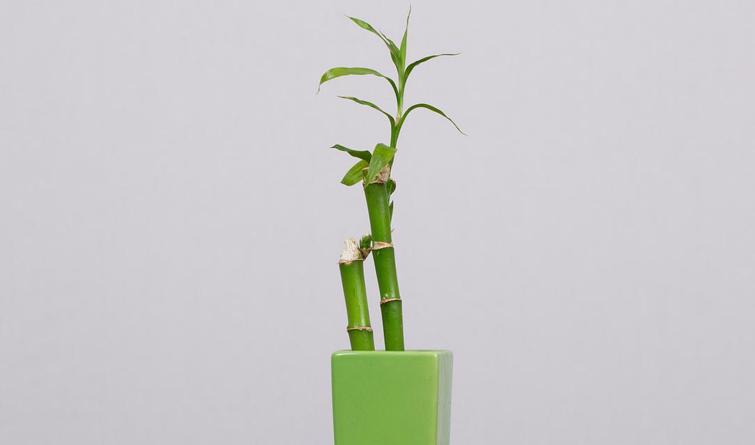 水培植物是哪些种类的植物？它们的养护方法有何不同？