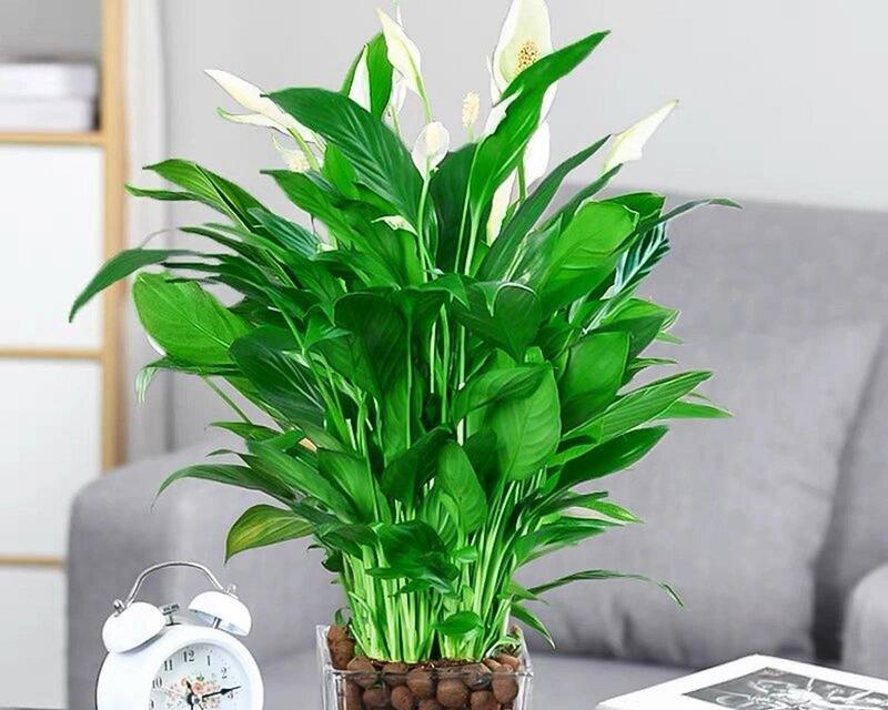 水培植物是哪些种类的植物？它们的养护方法有何不同？